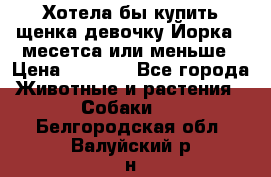 Хотела бы купить щенка девочку Йорка 2 месетса или меньше › Цена ­ 5 000 - Все города Животные и растения » Собаки   . Белгородская обл.,Валуйский р-н